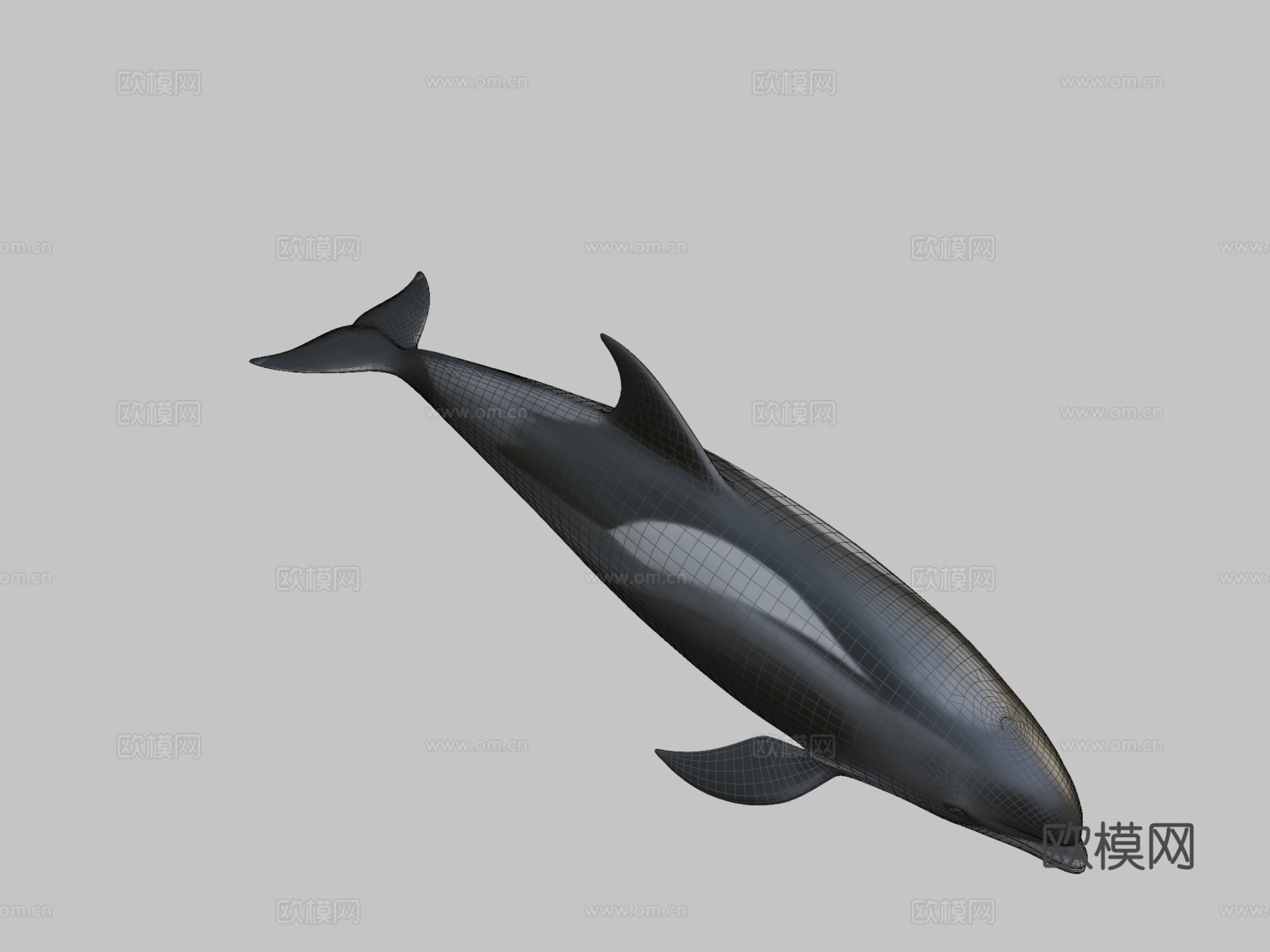 白喙斑纹海豚白喙斑纹海豚su模型