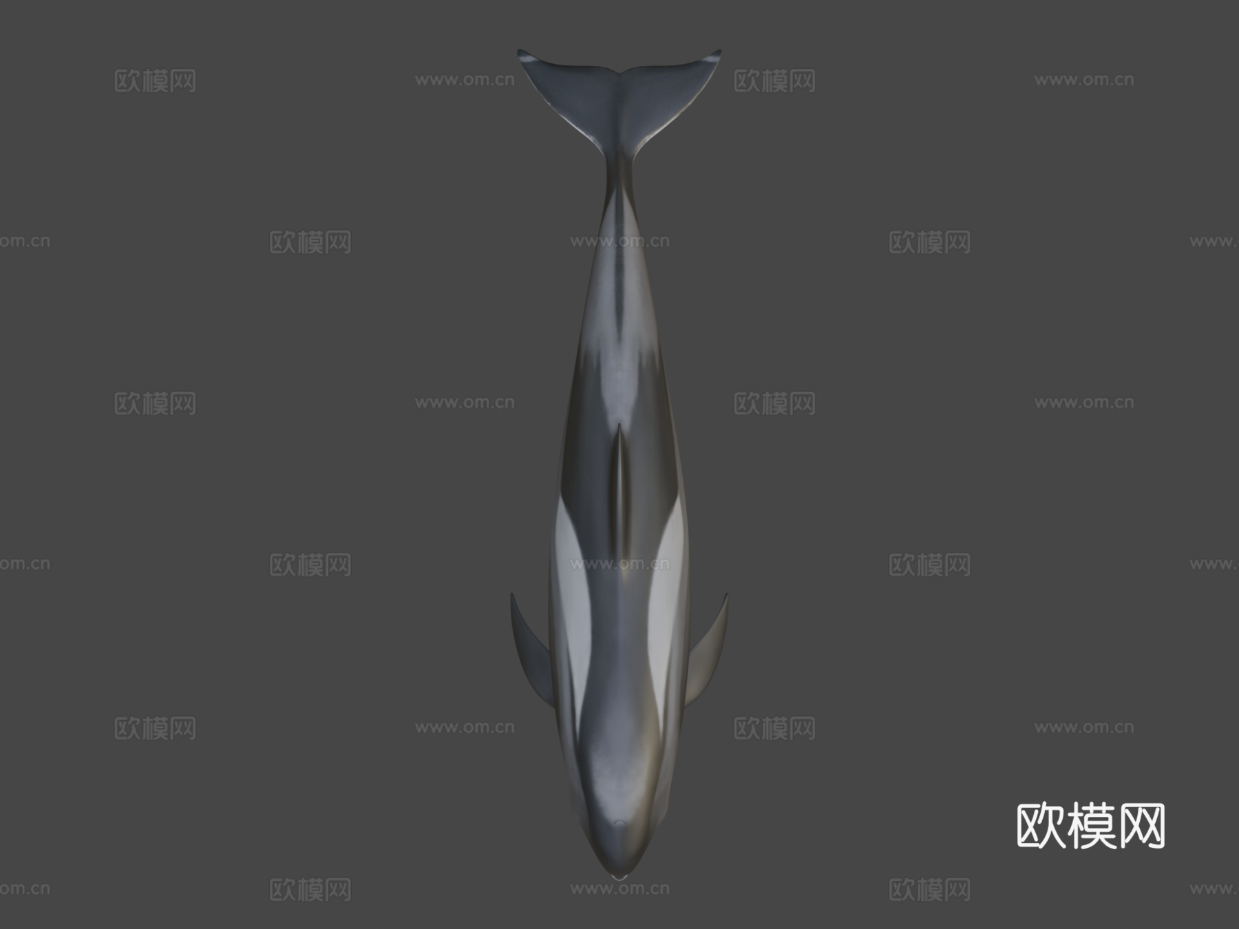 白喙斑纹海豚白喙斑纹海豚su模型