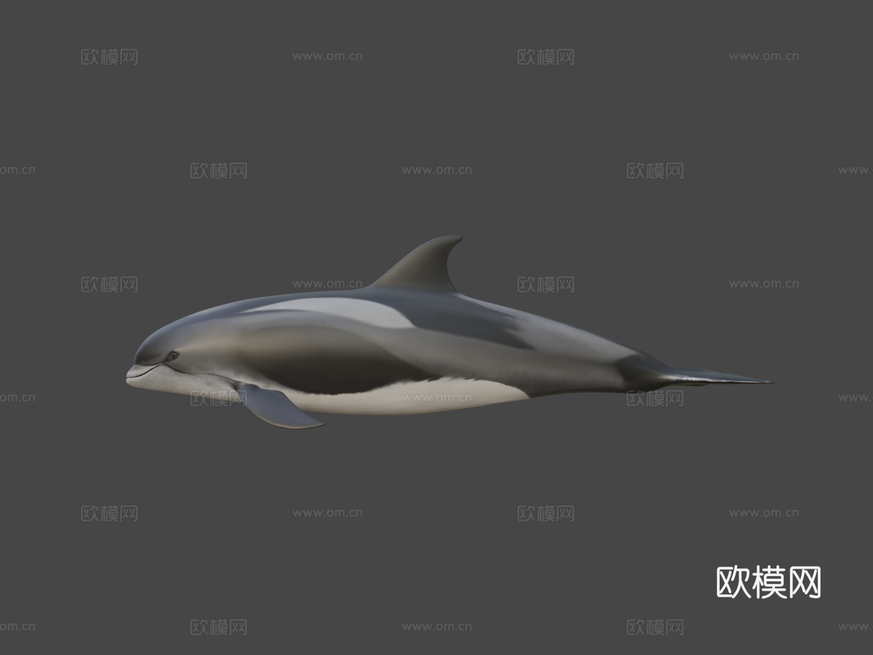 白喙斑纹海豚白喙斑纹海豚su模型