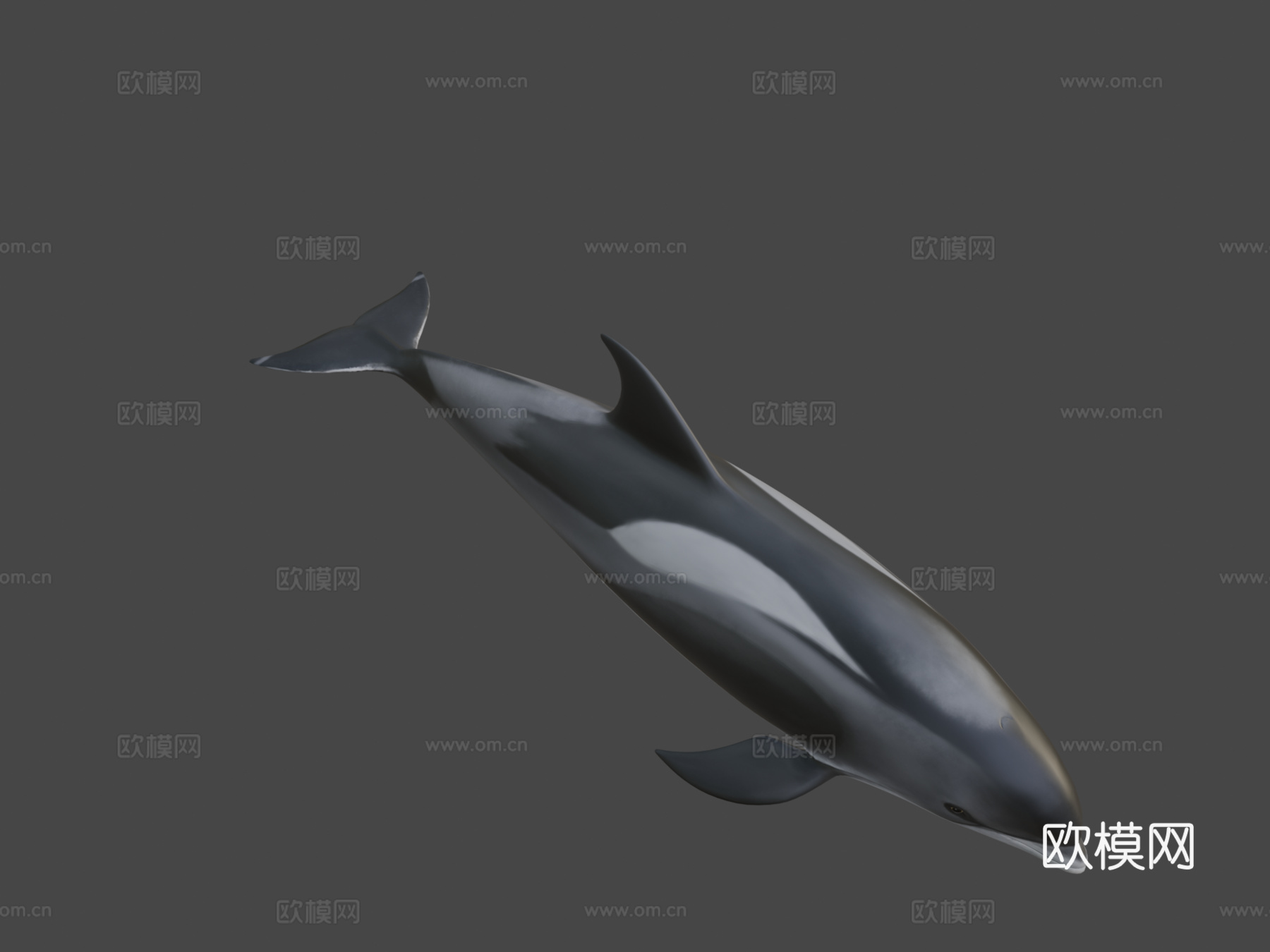 白喙斑纹海豚白喙斑纹海豚su模型