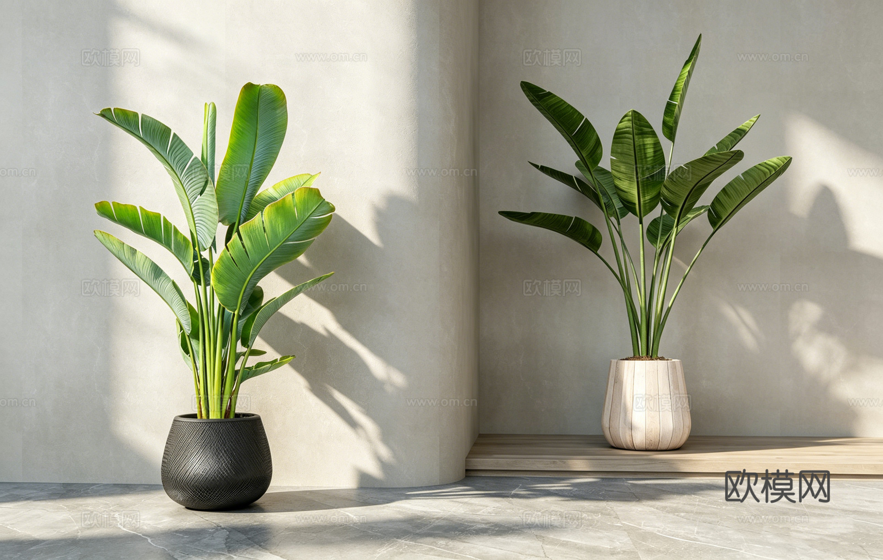 侘寂风室内绿植 琴叶榕 龙血树 花盆 绿植造景场景  光影盆su模型