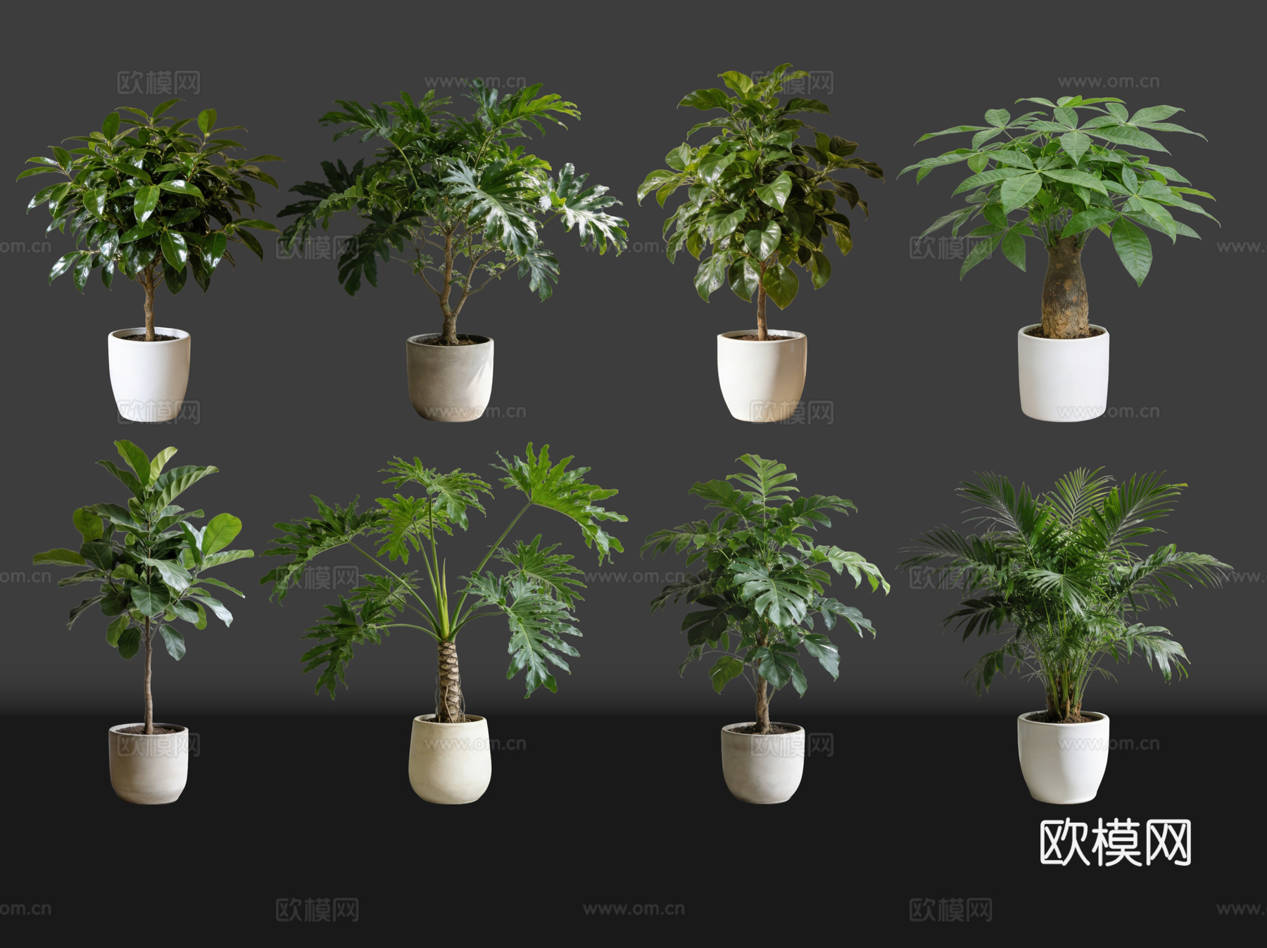 2D绿植盆栽 商场绿化 室内绿植 室内盆栽 盆栽组合 绿植照su模型