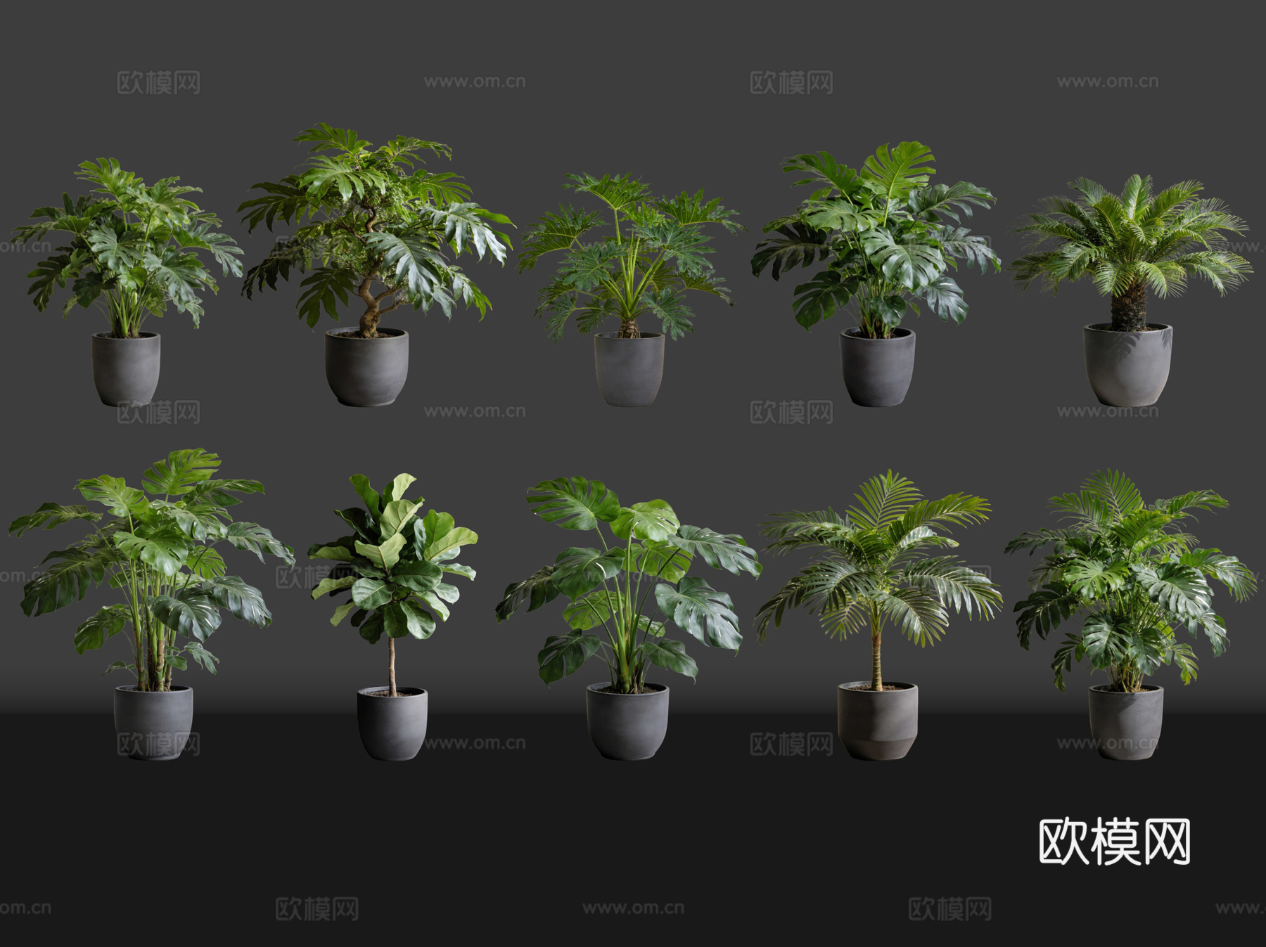 2D绿植盆栽 商场绿化 室内绿植 室内盆栽 盆栽组合 绿植照su模型