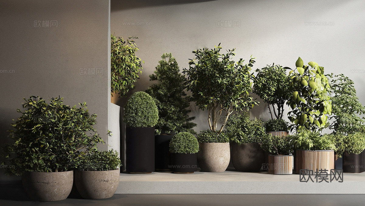 现代盆栽组合 灌木 室内植物盆栽组合su模型