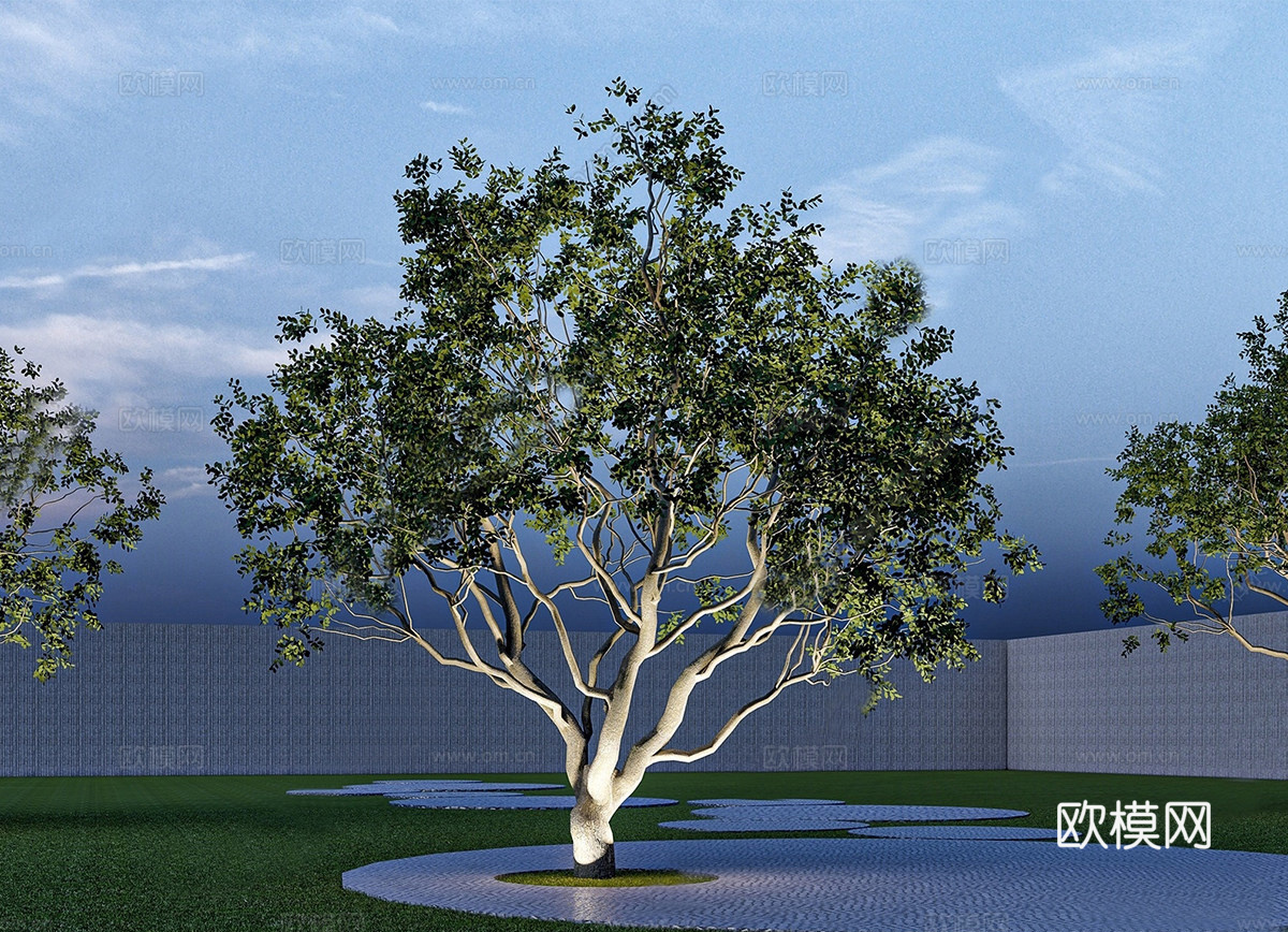乔木 景观树 丛生乌桕 大乔木 特色树 伞状树su模型