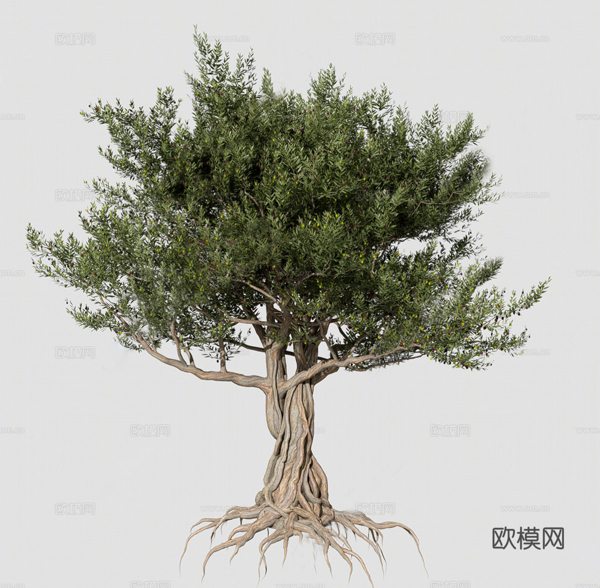 乔木 古树 参天古树su模型