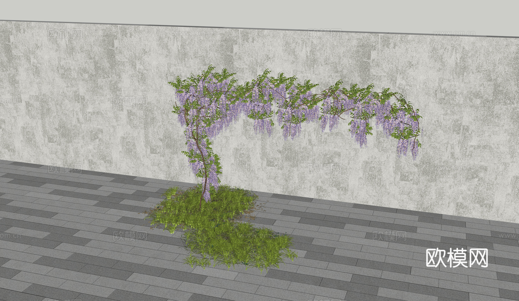 花朵  藤蔓  牵牛花su模型