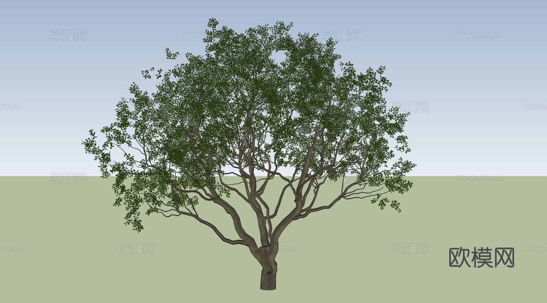 乔木 景观树 丛生乌桕 大乔木 特色树 伞状树su模型