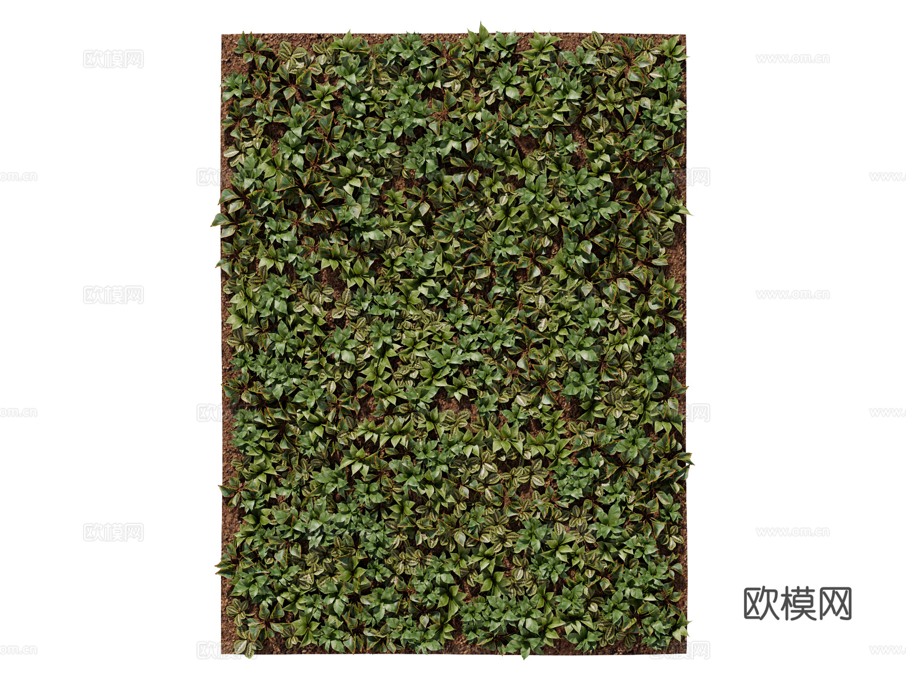 绿植墙 植生墙 绿墙su模型下载（渲染图1）
