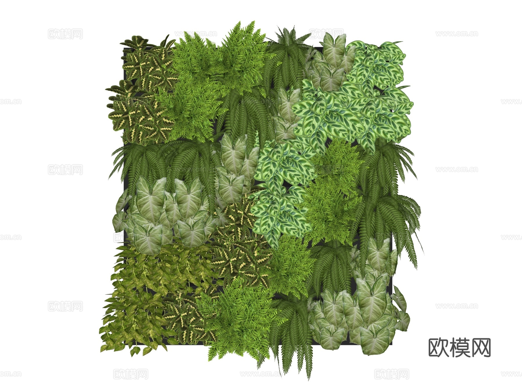 绿植墙 植生墙 绿墙su模型下载（渲染图2）