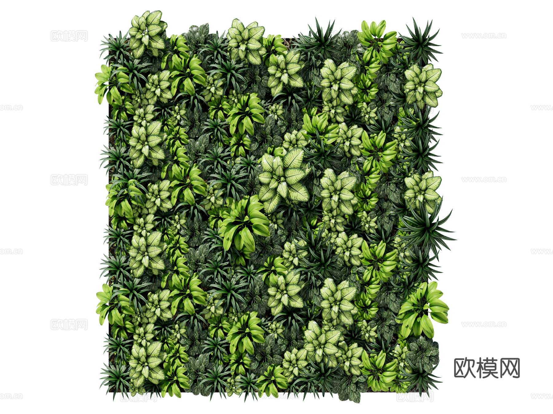 绿植墙 植生墙 绿墙su模型下载（渲染图1）