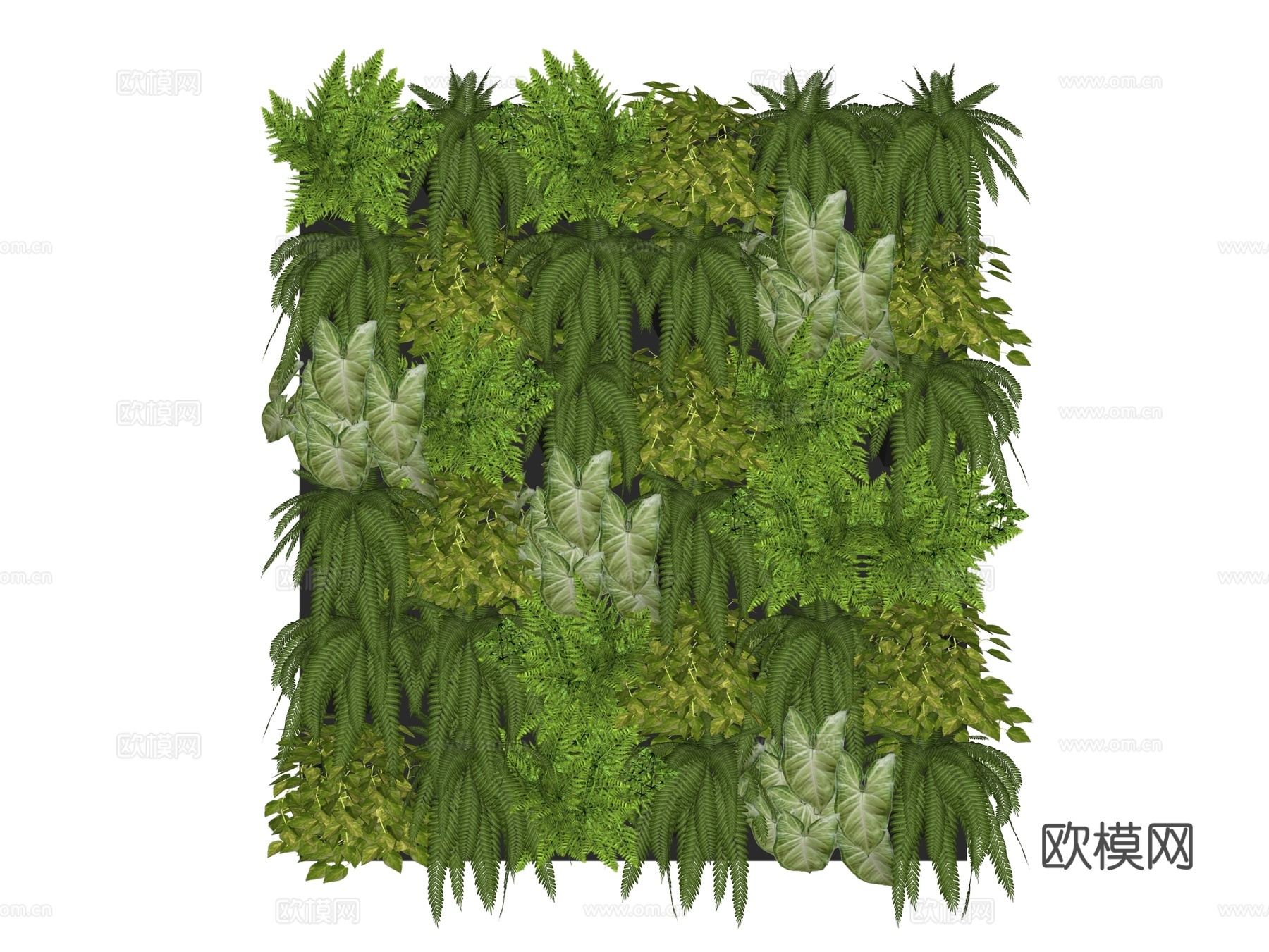 绿植墙 植生墙 绿墙su模型下载（渲染图2）