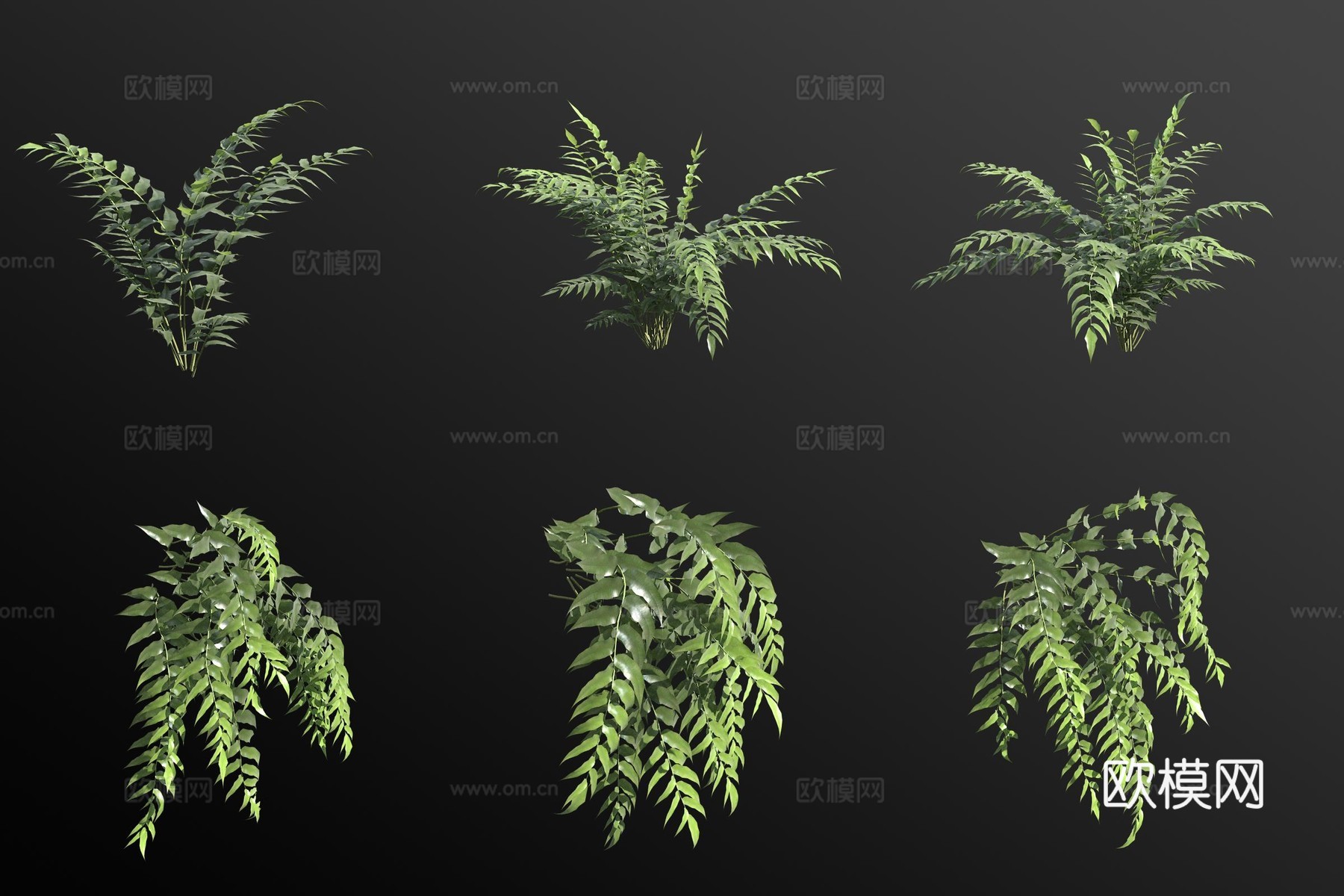 全缘贯众蕨类花草3d模型下载