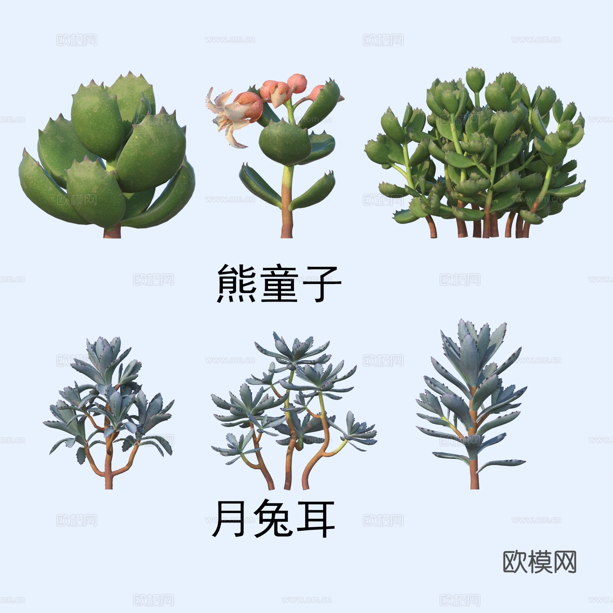 多肉植物 花草 熊童子 月兔耳3d模型