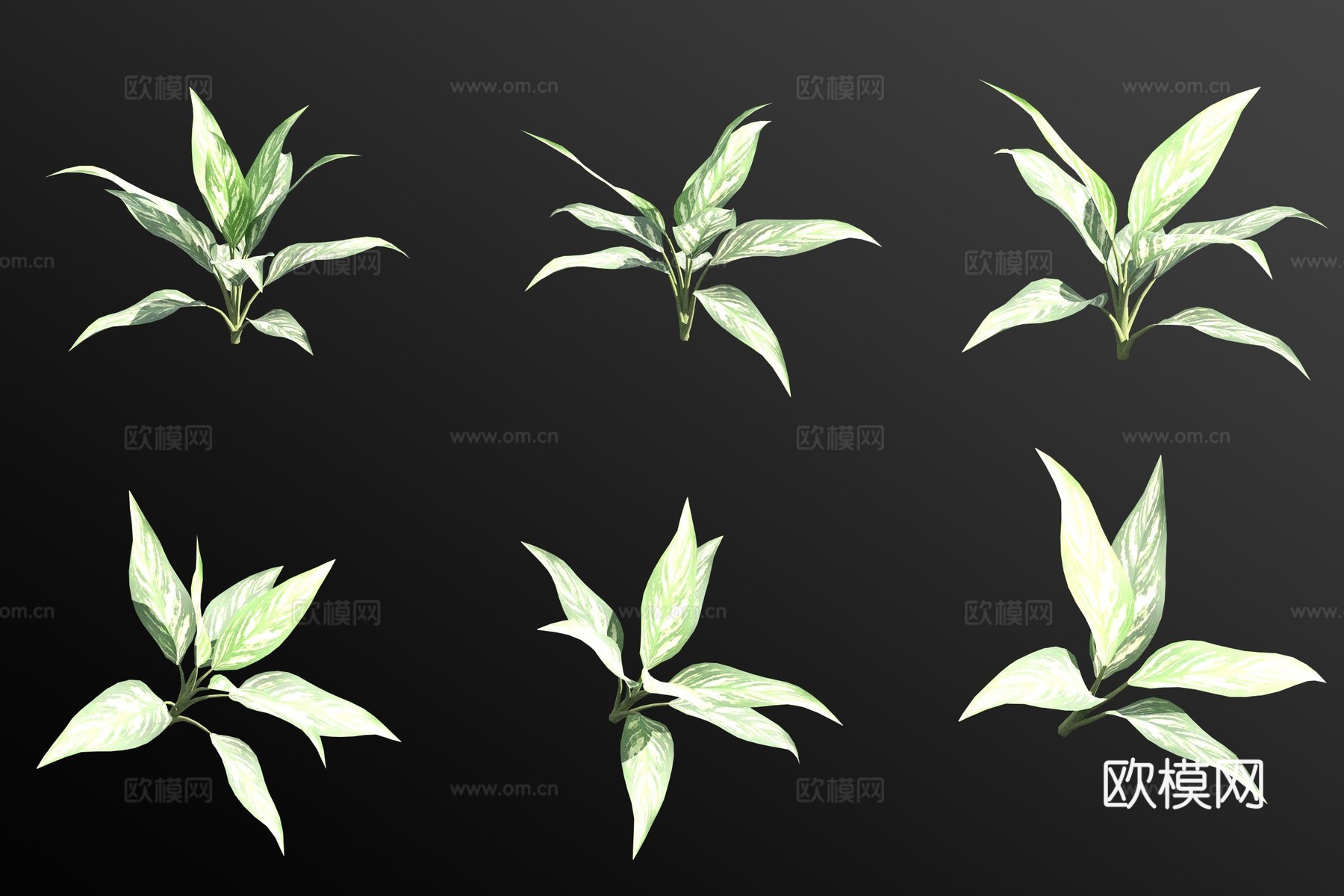 广东万年青 花草3d模型