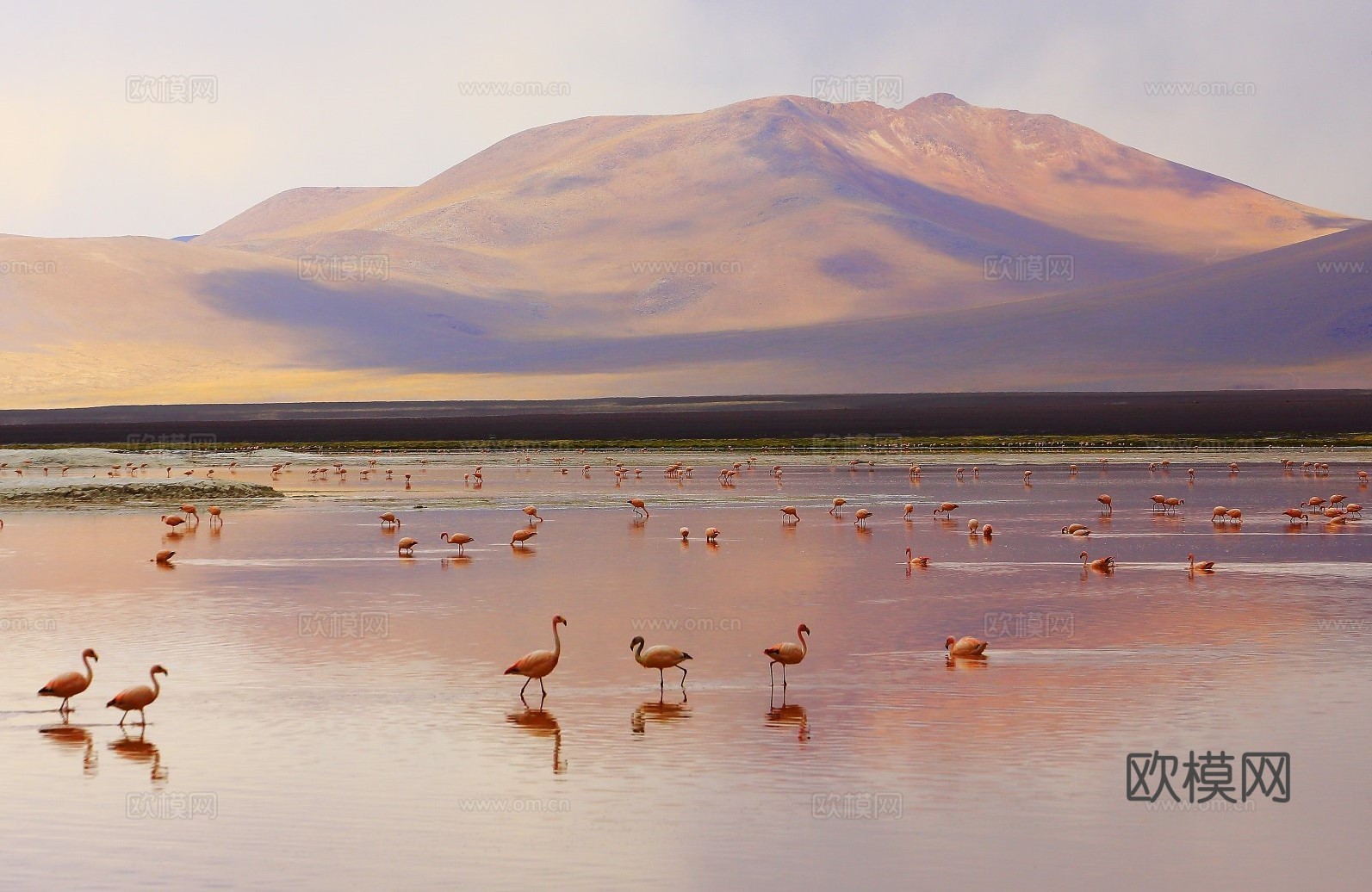 火烈鸟贴图下载