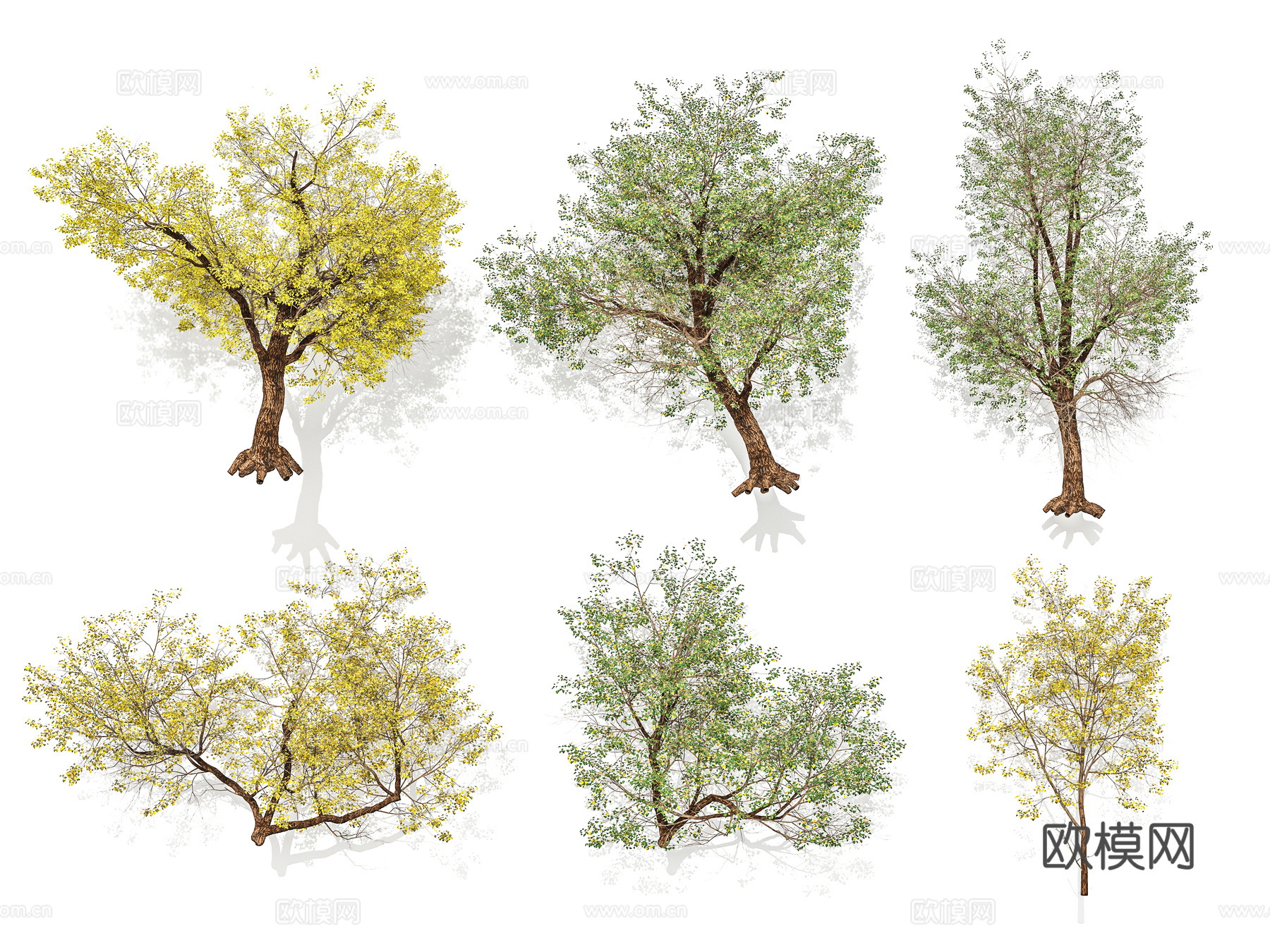 行道树 庭院树 景观树 乔木3d模型