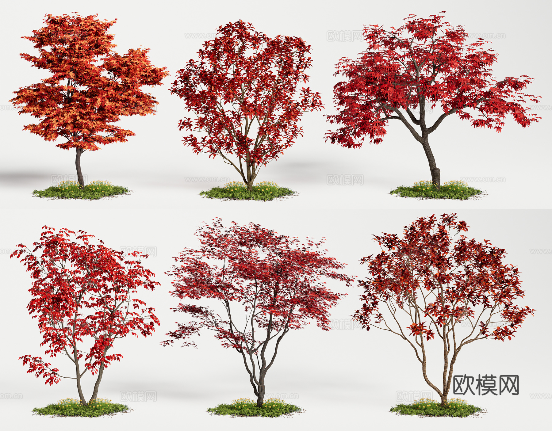 乔木 红枫景观树 鸡爪槭 枫叶树 红叶树su模型下载（渲染图2）