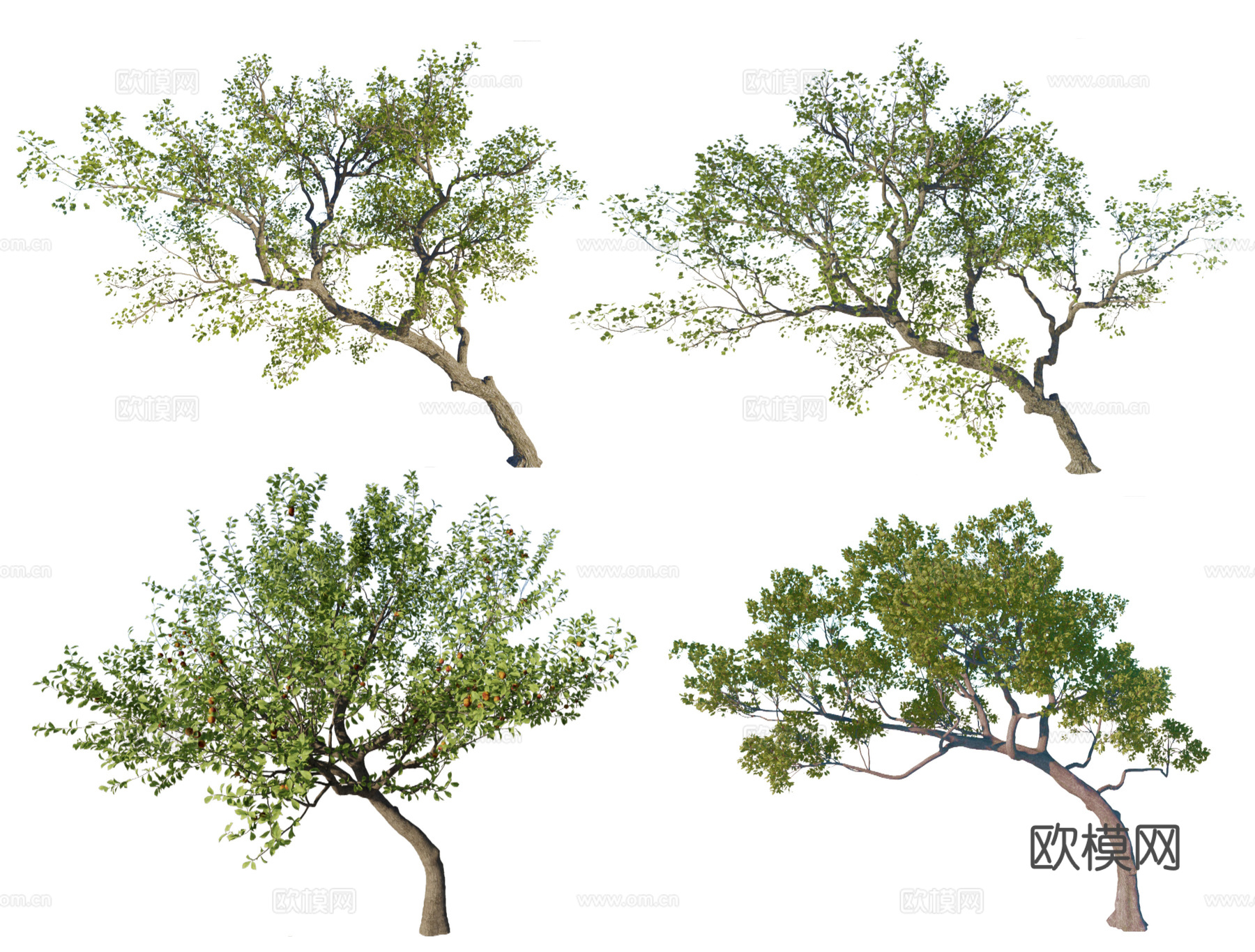 2D斜飘树 飘枝树 歪脖子树su模型下载
