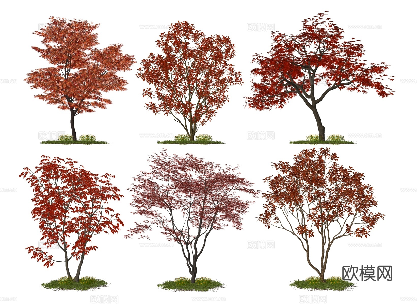 乔木 红枫景观树 鸡爪槭 枫叶树 红叶树su模型下载（渲染图1）