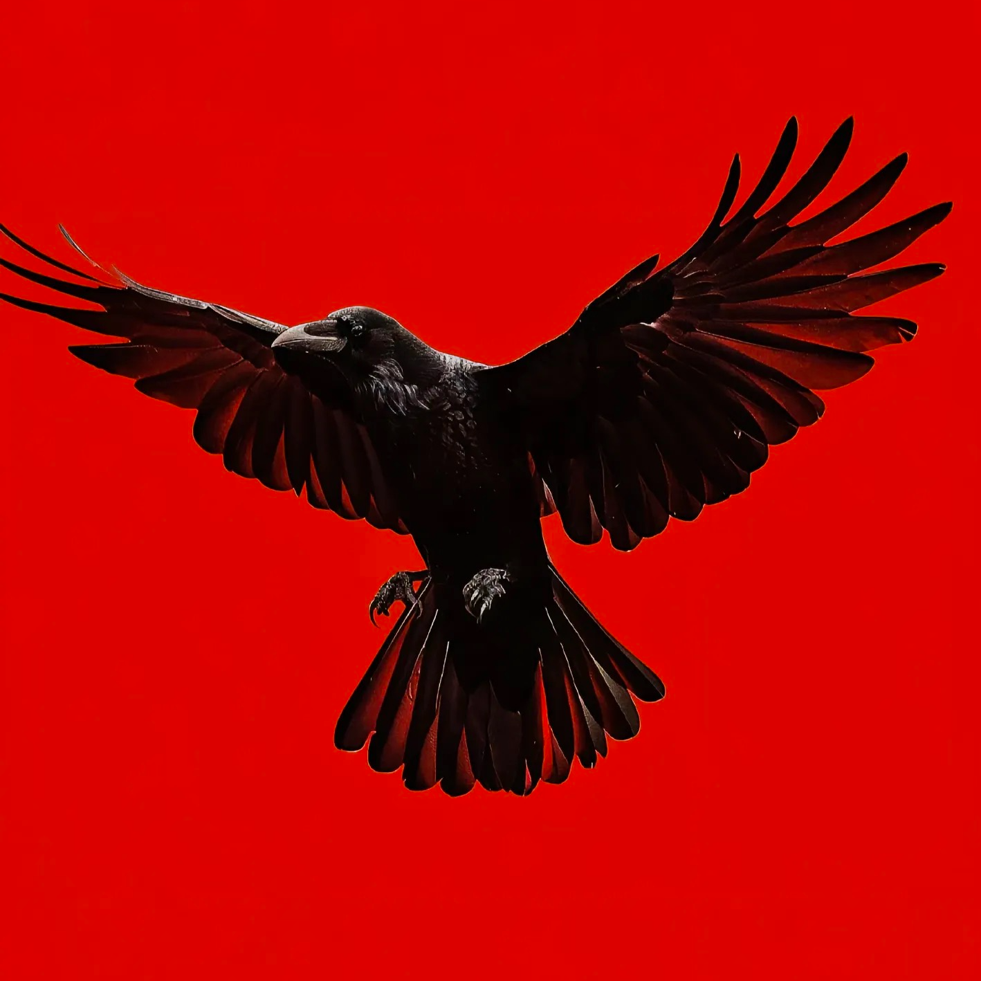 Crow Design